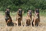 MALINOIS 943